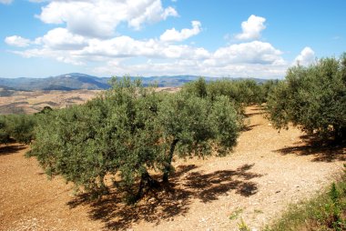 Zeytin bahçeleri ile arka, dağlara yakın: Periana, İspanya.