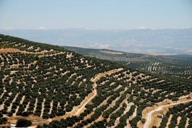 View of olive groves and countryside seen from the Plaza Santa Lucia, Ubeda, Spain. clipart