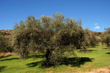 Zeytin ağaçları alanında, Monda, İspanya.