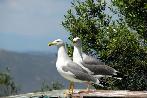 Zwei Möwen nebeneinander stehend, gibraltar. — Stockfoto