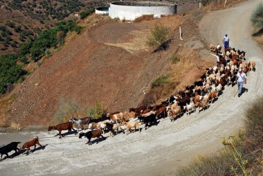Goatherd ve Iznate, İspanya dağ yol yürüyüş çoban.