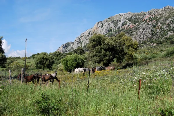 Caballos en las laderas de la montaña Reales en Sierra Bermeja, cerca de Casares, España . — Foto de Stock