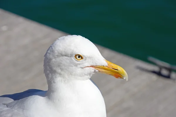 在海港，韦茅斯的海鸥头部的特写. — 图库照片