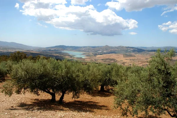 Olivové háje s jezerem Vinuela dozadu, Periana, Španělsko. — Stock fotografie