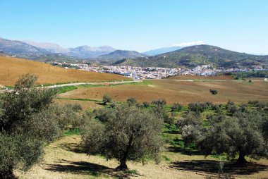 Olive grove şehir ve kar uzak manzaralı arka, Rio Gordo, İspanya dağlara şapkalı.