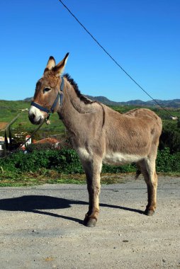 Alora, Mijas Costa, İspanya yakınındaki gergin eşek.