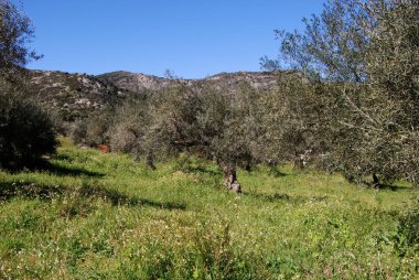 Marbella, İspanya yakınındaki dağlarda Refugio de Juanar, doğru zeytinlikler arasında görüntülemek.