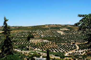 View of olive groves and countryside, Ubeda, Spain. clipart