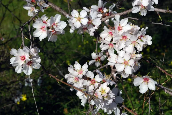 Drzewo migdałowe w kwiat na wiosnę w pobliżu Alhaurín el Grande, Hiszpania. — Zdjęcie stockowe