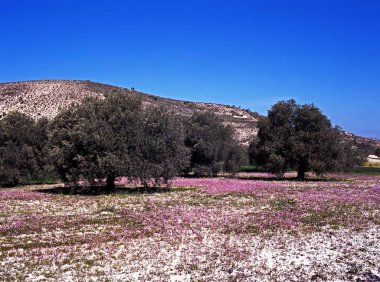 Troodos Dağları 'nın eteklerindeki tarlalarda bahar çiçekleri, Kıbrıs.
