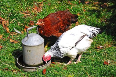 İki ücretsiz aralığı ışık Sussex bantams bir teneke konteyner su içme, UK.
