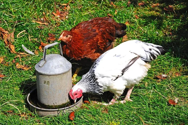 Two free range Light Sussex Bantams drinking water from a tin container, UK. — Stock Photo, Image