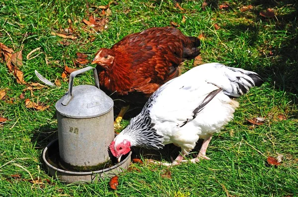 Dva volné rozsahy Light Sussex Bantams pitná voda z plechové nádoby UK. — Stock fotografie