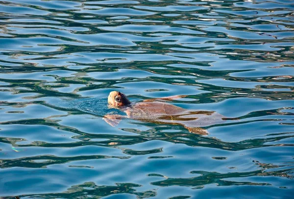 Carretta Carretta turtle in the harbour, Bali, Crete. — Stock Photo, Image