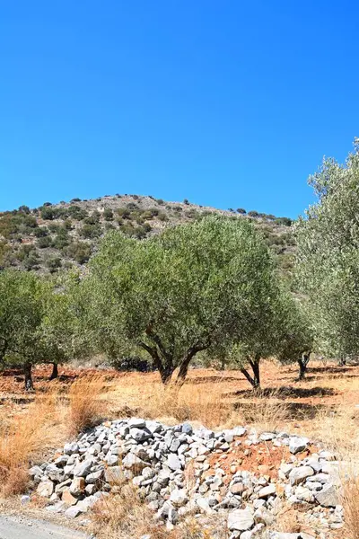 Άλσος ελιών στην εξοχή με τα βουνά στο πίσω μέρος κοντά στην Ελούντα, Κρήτη. — Φωτογραφία Αρχείου