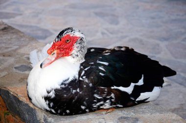 Misk quayside, Elounda, Crete üzerinde oturan ördek.