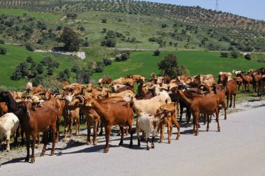 Alora, İspanya yakınındaki İspanyol kırsal kesimde goatherd.
