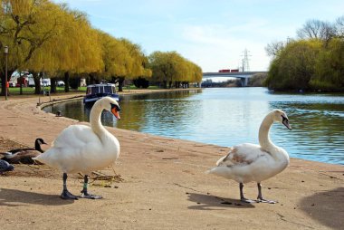 Nene nehir boyunca sessiz kuğu ön planda, Peterborough, İngiltere ile bahar otellerini göster.