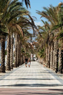 Palmiye ağacı yürüme çift astarlı promenade, Lagos, İspanya.