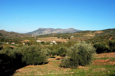 Zeytinlik ve evler İspanyol şehir dışında El Burgo, İspanya.