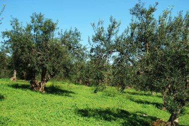 Olive grove İspanyol kırsal Alozaina, İspanya.