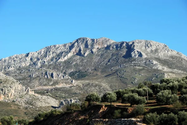 Olival com montanhas para trás, El Burgo, Espanha . — Fotografia de Stock