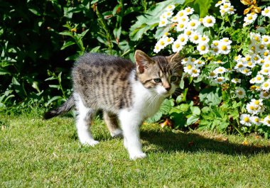 Dokuz hafta eski gri tabby yavru kedi ayakta bahçesinde, İngiltere.