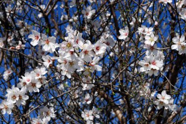 Badem çiçeği sırasında Bahar, İspanya.