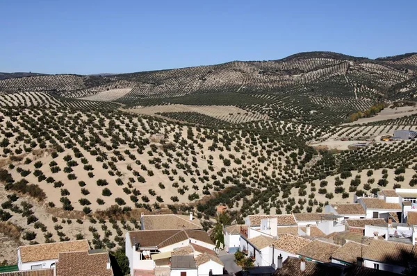Vy över takåsarna mot olivlundarna, Montefrío, Spanien. — Stockfoto
