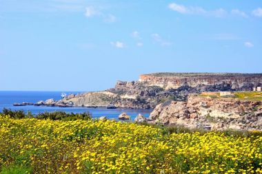 Kayalıklarla ve Akdeniz, Golden Bay, Malta doğru manzaralı güzel bahar kır çiçekleri.