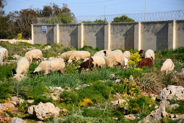 Koyun ve keçi Sürülmeyen Dingli Havacılık radar istasyonu, Dingli, Malta tarafından üzerinde otlatma.