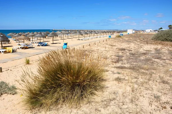 Plantas herbáceas que crecen en la playa con vistas hacia la entrada del puerto y el Océano Atlántico, Vilamoura, Portugal . —  Fotos de Stock