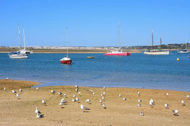 Ön plan, Alvor, Algarve, Portekiz kıyı üzerinde martı ile Haliç Yatlar demirli.