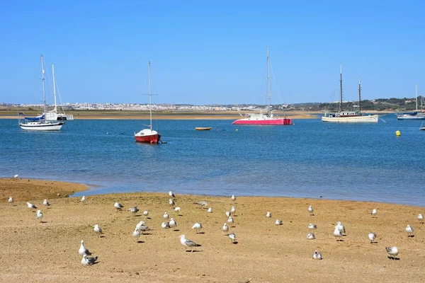 Яхты пришвартованы в устье реки с чайками на берегу на переднем плане, Алвор, Алгарве, Португалия . — стоковое фото