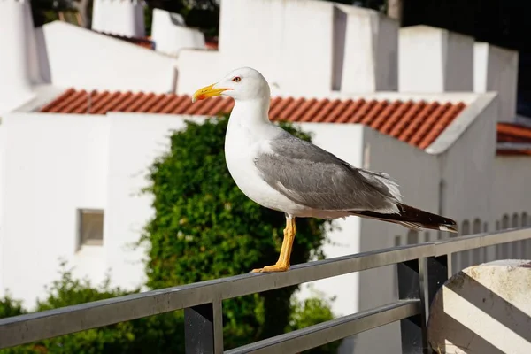 Möwe auf Balkongeländer stehend, albufeira, portugal. — Stockfoto