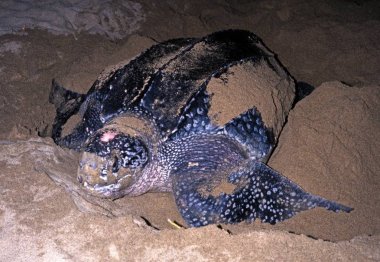 Leatherback Turtle laying eggs on Grafton beach, Tobago, Trinidad and Tobago. clipart
