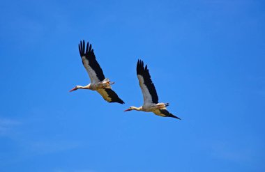 İki yetişkin leylek mavi gökyüzü, Silves, Portekiz karşı uçuş.
