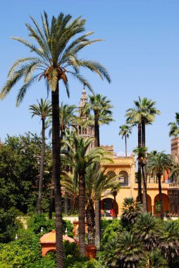 Krallar Kalesi 'nin arka tarafında Giralda kulesi olan yüksek palmiye ağaçları olan bahçesi, Seville, İspanya.