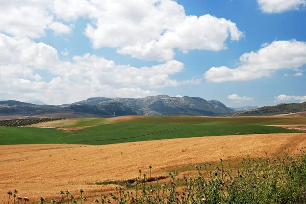 Vista a través de tierras de cultivo hacia las montañas con flores silvestres de primavera en primer plano, Teba, España . —  Fotos de Stock