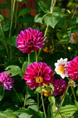 Çeşitli Dahlia bitkileri.