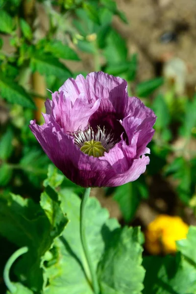 Jeden fioletowy Poppy. — Zdjęcie stockowe