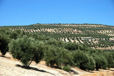 Dağlardaki zeytin ağaçlarının manzarası, Ubeda, İspanya.