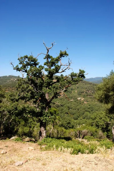 Pohled na pohoří pokryté stromy, Sierra de los Alcornocales, Španělsko. — Stock fotografie