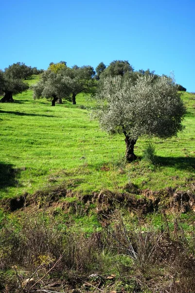 Olivovníky Svahu Poblíž Guara Provincie Malaga Andalusie Španělsko Západní Evropa — Stock fotografie