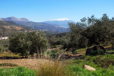 Riogordo, Costa del Sol, Malaga Vilayeti, Endülüs, İspanya yakınlarında karlı dağları olan zeytinlikler..