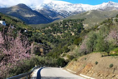 Önplanda çiçek açan badem ağacıyla kaplı karlı dağlara doğru giden yolu izleyin, Maaşlar, Costa del Sol, Malaga Eyaleti, Endülüs, İspanya.