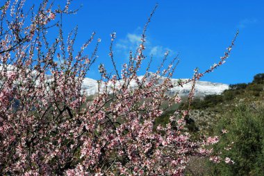 Önplanda çiçek açan badem ağacıyla kaplı karlı dağlara doğru giden yolu izleyin, Maaşlar, Costa del Sol, Malaga Eyaleti, Endülüs, İspanya.