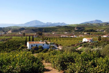 Ülke finkası Alora, Malaga Eyaleti, Endülüs, İspanya, Avrupa yakınlarındaki portakal bahçeleriyle çevrilidir..