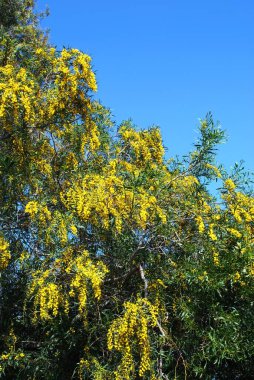 Mimosa mavi gökyüzünde, Mijas Costa, Costa del Sol, Malaga Eyaleti, Endülüs, İspanya.