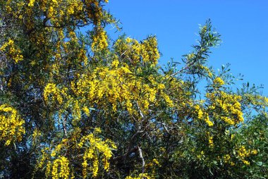 Mimosa mavi gökyüzünde, Mijas Costa, Costa del Sol, Malaga Eyaleti, Endülüs, İspanya.